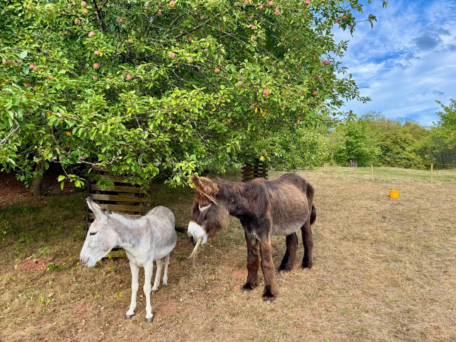 Zwei Esel unter einem Apfelbaum
